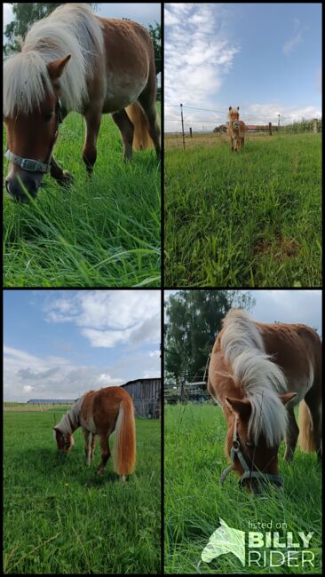 Ponymix Jährlingsstute, Isabelle Zimmermann , Pferd kaufen, Wolferstadt, Abbildung 7