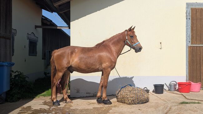 Ponymix Wallach - reitbarer Beisteller, Kim, Pferd kaufen, Freystadt 