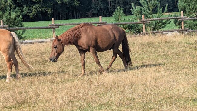 Ponymix Wallach - reitbarer Beisteller, Kim, Pferd kaufen, Freystadt , Abbildung 3