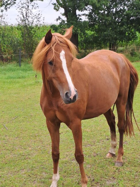 Endmassponys, Britta , Horses For Sale, Nordhorn, Image 5