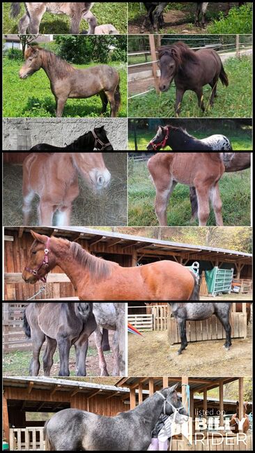 Ponys bis zum Großpferd, P.a., Pferd kaufen, Bruck an der Mur , Abbildung 4