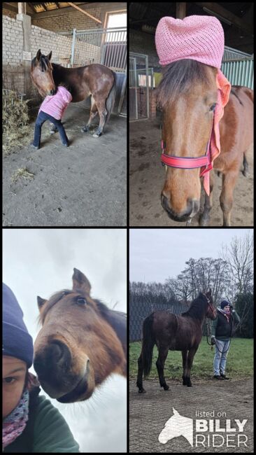 Ponystute aus 2023, Jennifer Thier, Pferd kaufen, Nordhorn, Abbildung 6