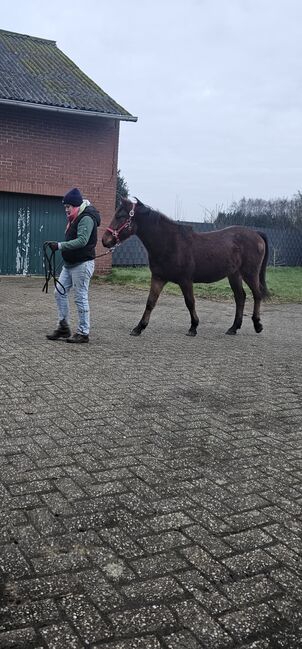 Ponystute aus 2023, Jennifer Thier, Pferd kaufen, Nordhorn