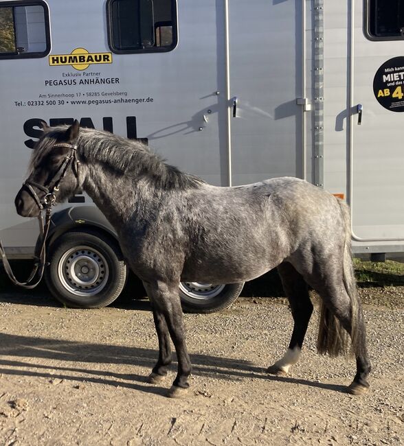 Ponystute 5j, 1,20m, Alina Lichtenberg , Horses For Sale, Sprockhövel, Image 2