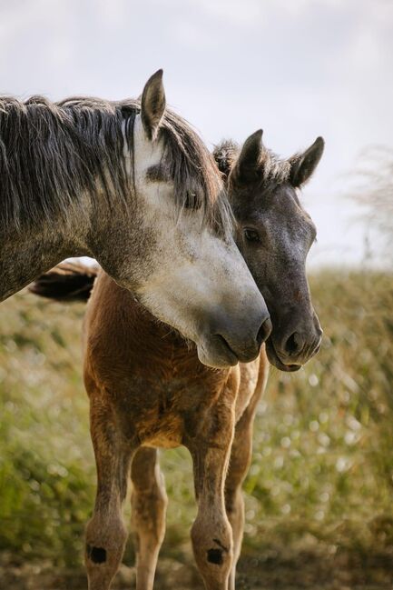 Ponystute mit Hengstfohlen, Sport- und Freizeitpferde Fuchs, Pferd kaufen, Ellgau, Abbildung 3