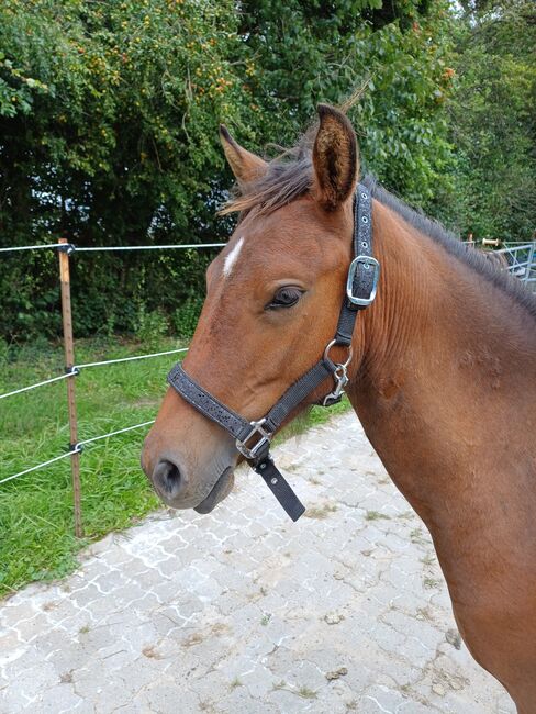 Ponystute jährling 1 ½ Jahre alt zu verkaufen, Dora, Pferd kaufen, Gram, Abbildung 2