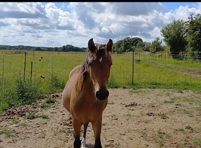 Ponystute jährling 1 ½ Jahre alt zu verkaufen, Dora, Pferd kaufen, Gram, Abbildung 3