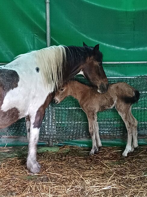 Ponystute jährling 1 ½ Jahre alt zu verkaufen, Dora, Pferd kaufen, Gram, Abbildung 4