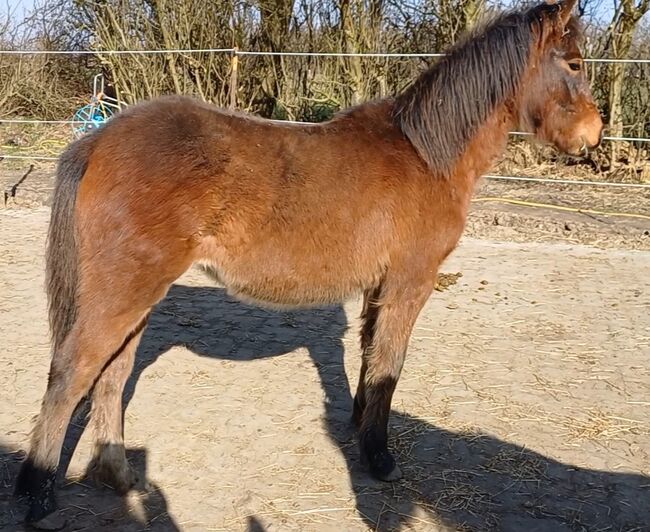 Ponystute jährling 1 ½ Jahre alt zu verkaufen, Dora, Pferd kaufen, Gram, Abbildung 5