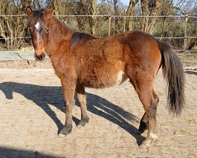 Ponystute jährling 1 ½ Jahre alt zu verkaufen, Dora, Pferd kaufen, Gram, Abbildung 6