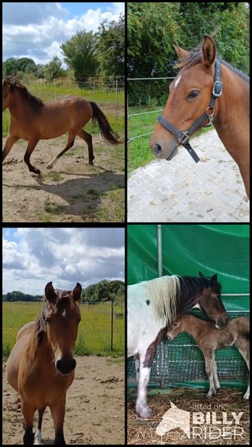 Ponystute jährling 1 ½ Jahre alt zu verkaufen, Dora, Pferd kaufen, Gram, Abbildung 11