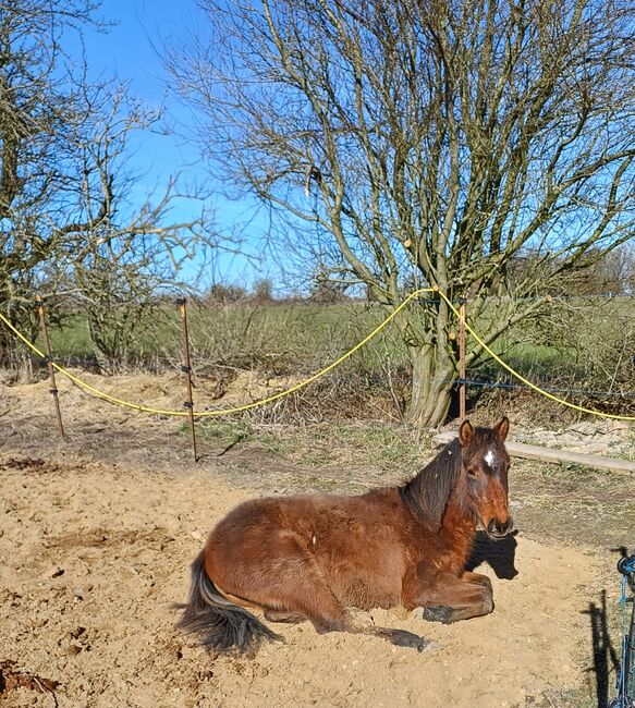 Ponystute jährling 1 ½ Jahre alt zu verkaufen, Dora, Pferd kaufen, Gram, Abbildung 8
