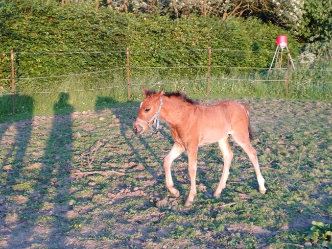 Ponystute jährling 1 ½ Jahre alt zu verkaufen, Dora, Pferd kaufen, Gram, Abbildung 9