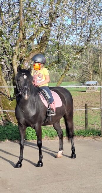 Ponystute., Vera Knisel , Pferd kaufen, Argenbühl, Abbildung 4