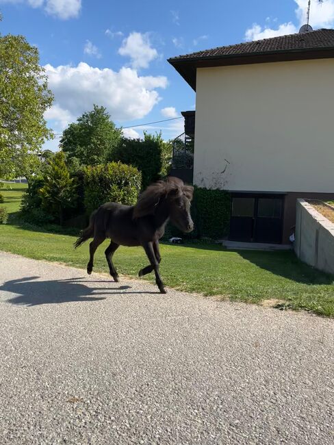 Ponystute, Corinna, Pferd kaufen, Prambachkirchen 