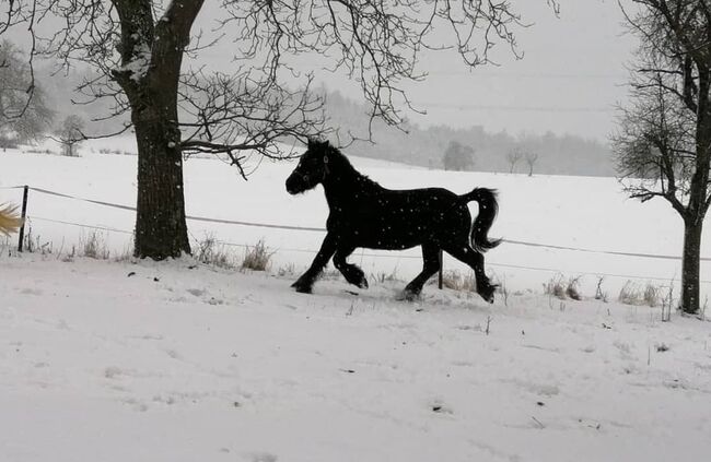 Ponystute zur Verfügung mit evtl Kaufoption, Leonie , Pferd kaufen, Wallhausen