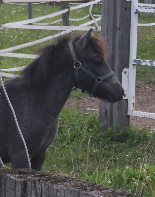 Pony Hengstfohlen zu verkaufen, Manuela , Horses For Sale, Pöttsching , Image 3