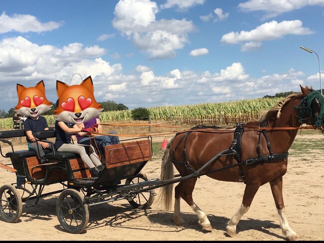 Ponykutsche mit Geschirr Ein-und Zweispännig, Anna Lisa Schulze Wälter, Carriages, Dortmund 