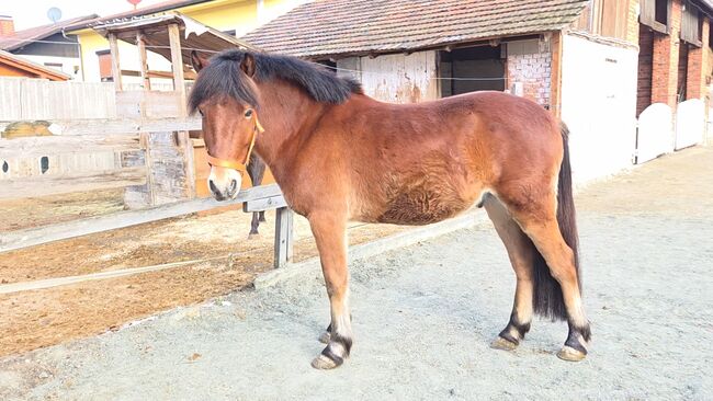 Ponywallach als Allrounder einsetzbar!, Barbara Granig, Pferd kaufen, Unterwart