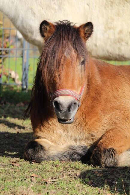 Ponywallach, Schräder, Pferd kaufen, Borgholzhausen , Abbildung 2