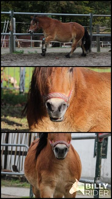 Ponywallach, Schräder, Pferd kaufen, Borgholzhausen , Abbildung 4