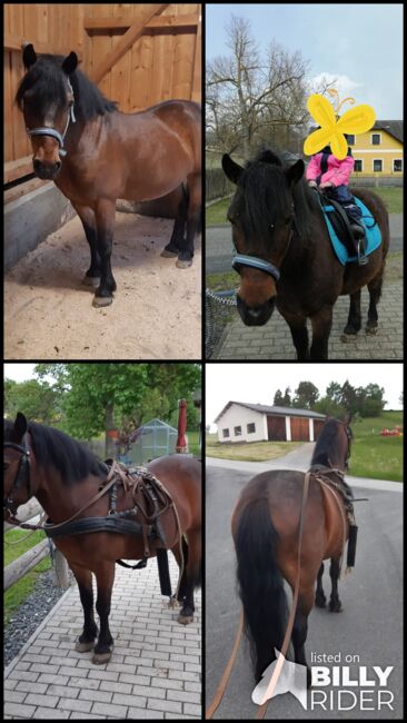 Ponywallach, Anja, Pferd kaufen, Rappottenstein , Abbildung 5
