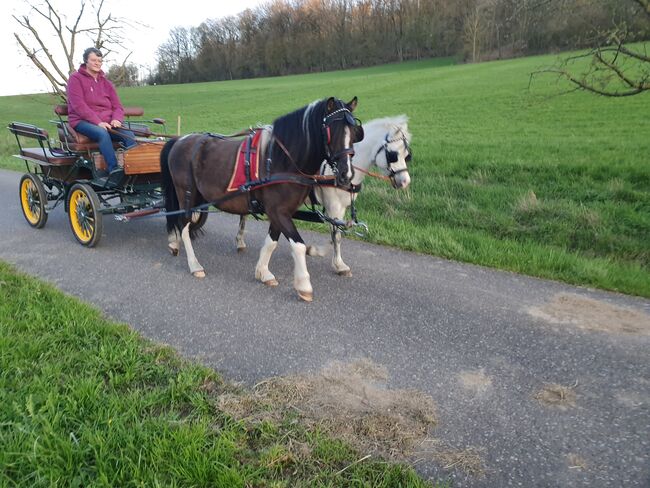 Ponywallach zu verkaufen, KL, Pferd kaufen, Niederstetten 