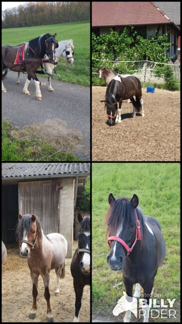 Ponywallach zu verkaufen, KL, Pferd kaufen, Niederstetten , Abbildung 6