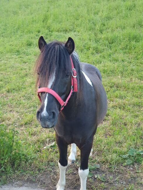 Ponywallach zu verkaufen, KL, Pferd kaufen, Niederstetten , Abbildung 3