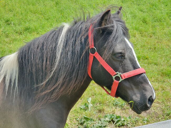 Ponywallach zu verkaufen, KL, Pferd kaufen, Niederstetten , Abbildung 4