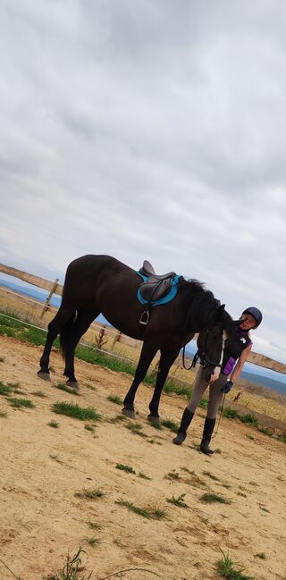 Polnische Warmblut Stute, Roxana Rockstroh , Horses For Sale, Wasungen OT Öpfershausen