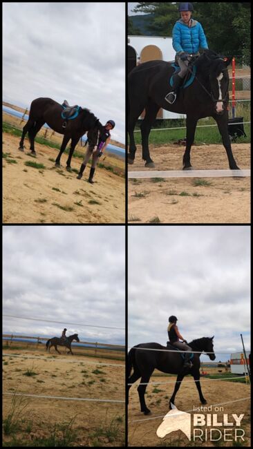 Polnische Warmblut Stute, Roxana Rockstroh , Horses For Sale, Wasungen OT Öpfershausen, Image 5