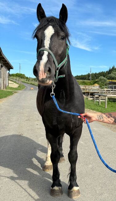 Polnisches sehr braves Kaltblut, Annette, Horses For Sale, Prinzersdorf