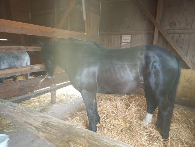 Polnisches sehr braves Kaltblut, Annette, Horses For Sale, Prinzersdorf, Image 5