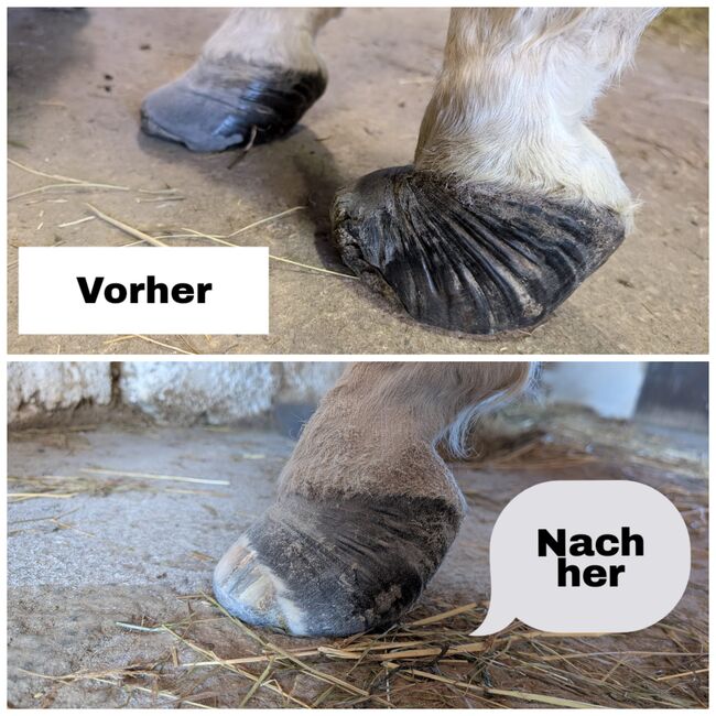Hufschuhberatung und Barhufbearbeitung, Loderhof 10, Stefan Wolf, Terapia i leczenie, Thurmansbang, Image 3