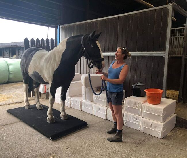 Portable horse weighing platform, Equi 3 , Lawrence, Pasza i suplementy dla koni, Launceston, Image 7