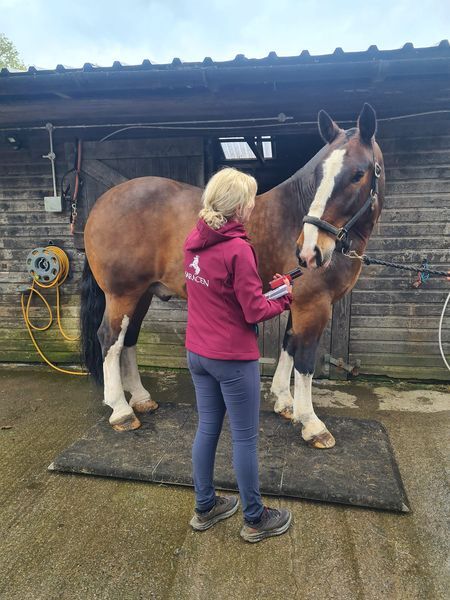 Portable horse weighing platform, Equi 3 , Lawrence, Pferdefutter, Launceston, Abbildung 10