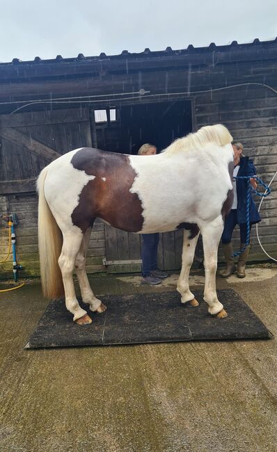 Portable horse weighing platform, Equi 3 , Lawrence, Pferdefutter, Launceston, Abbildung 11