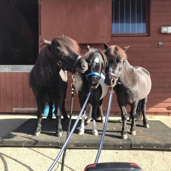 Portable horse weighing platform, Equi 3 , Lawrence, Pferdefutter, Launceston, Abbildung 8