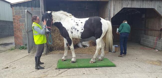 Portable horse weighing platform, Equi 3, Lawrence, Sonstiges, Launceston, Abbildung 2