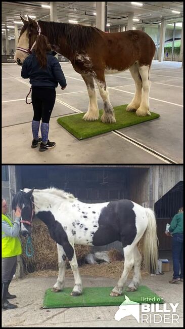 Portable horse weighing platform, Equi 3, Lawrence, Sonstiges, Launceston, Abbildung 3