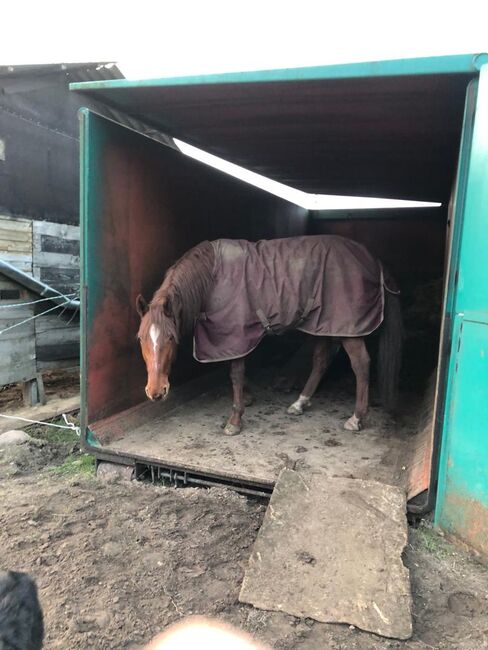 Liebe Stute Pony/Pferd gesucht, Rafaela Wiese , Konie na sprzedaż, Neuenkirchen, Image 2