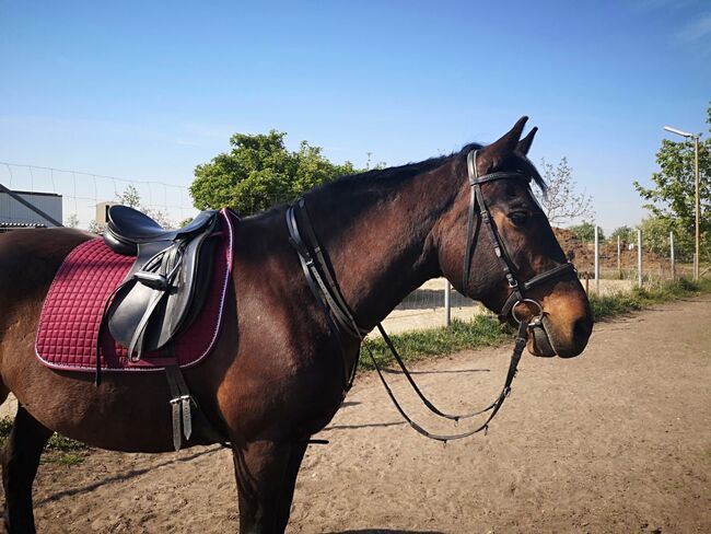 Reitbeteiligung für liebe Stute in 67259 Beindersheim gesucht, Stefanie & Christian , Horse Sharing
, Frankenthal/Pfalz, Image 5