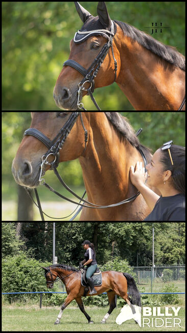Reitbeteiligung gesucht (PsR), Marie , Horse Sharing
, Karlsruhe, Image 4