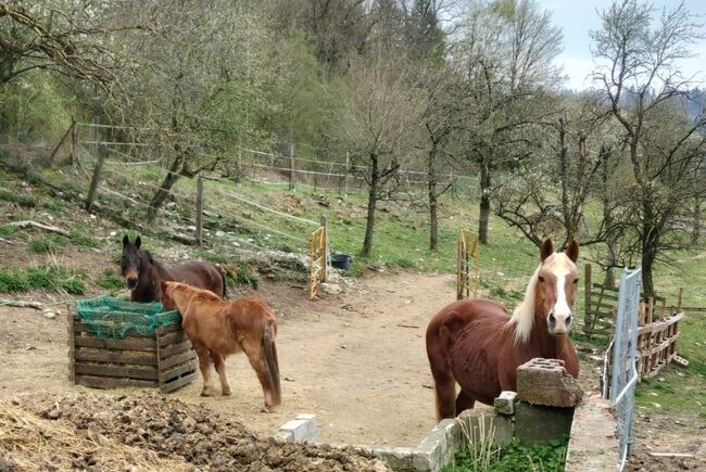 Reitbeteiligungen gesucht! Pferde suchen Reiter, Marina, Horse Sharing
, Weißenohe