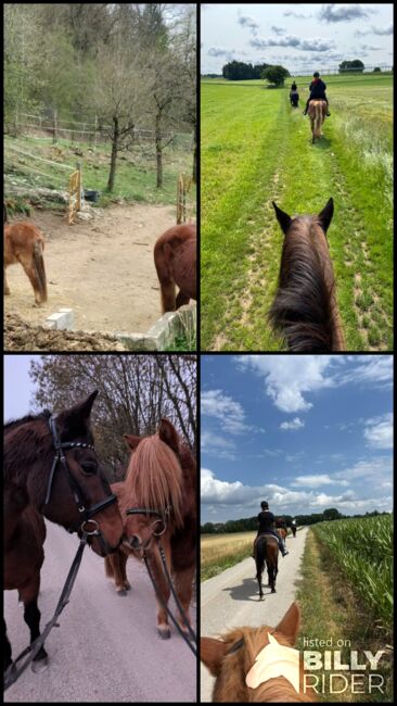 Reitbeteiligungen gesucht! Pferde suchen Reiter, Marina, Horse Sharing
, Weißenohe, Image 5