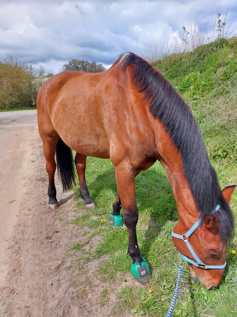 Suche endplatz für Rentner, Melissa, Konie na sprzedaż, Lotte, Image 3