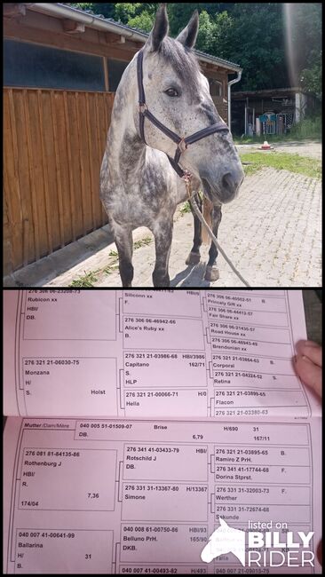 Liebevolles Zuhause gesucht, Tanja, Konie na sprzedaż, Frohnleiten , Image 3