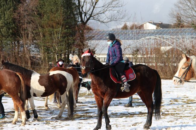 sucht neuen Karotten geber, Eva Gamper, Konie na sprzedaż, Kammern i.L., Image 5