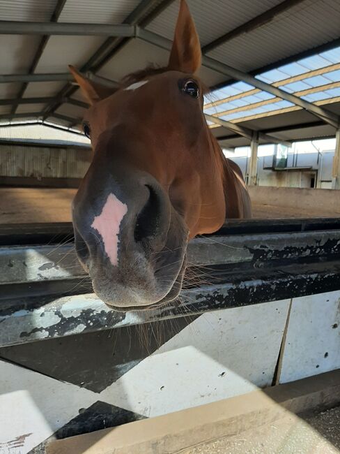 Pflegebeteiligung für  Traber in Bochum gesucht, Michaela Geda, Horse Sharing
, Gelsenkirchen